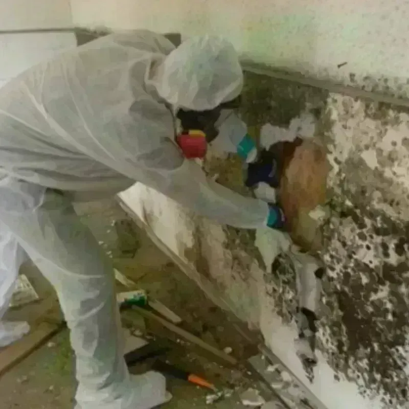 Mold Remediation and Removal in Johnson County, AR